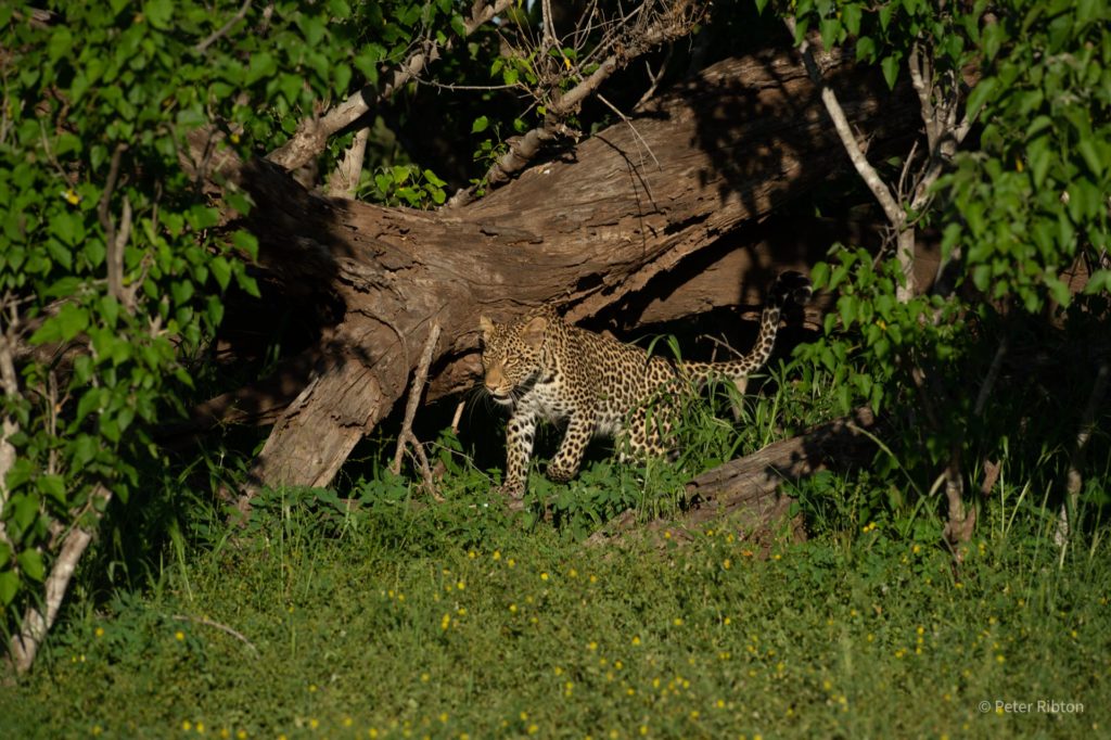 PRP_0358